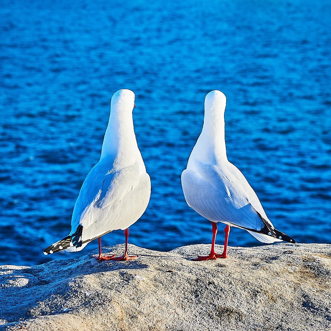 Photo 191 from Igor Maric's photography collection