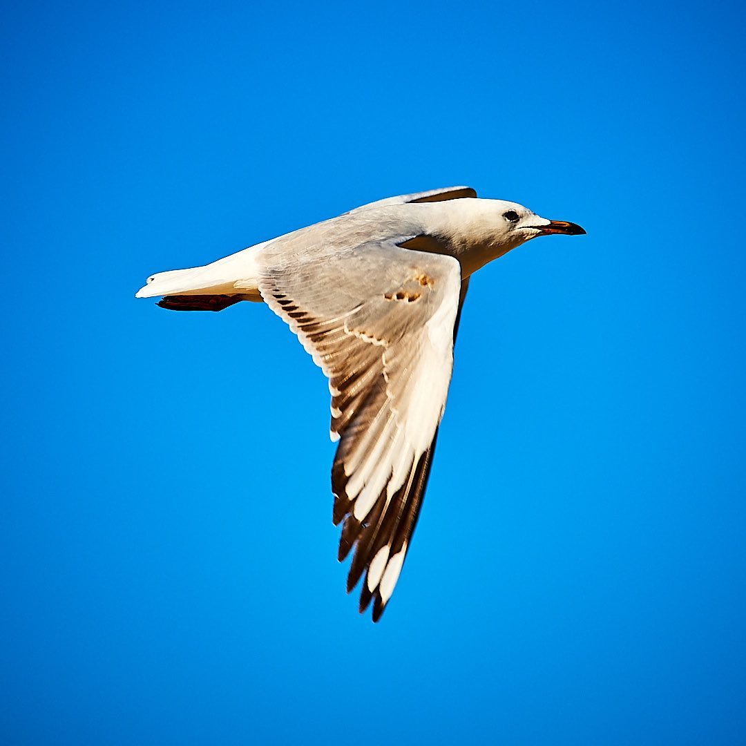 Photo 175 from Igor Maric's photography collection