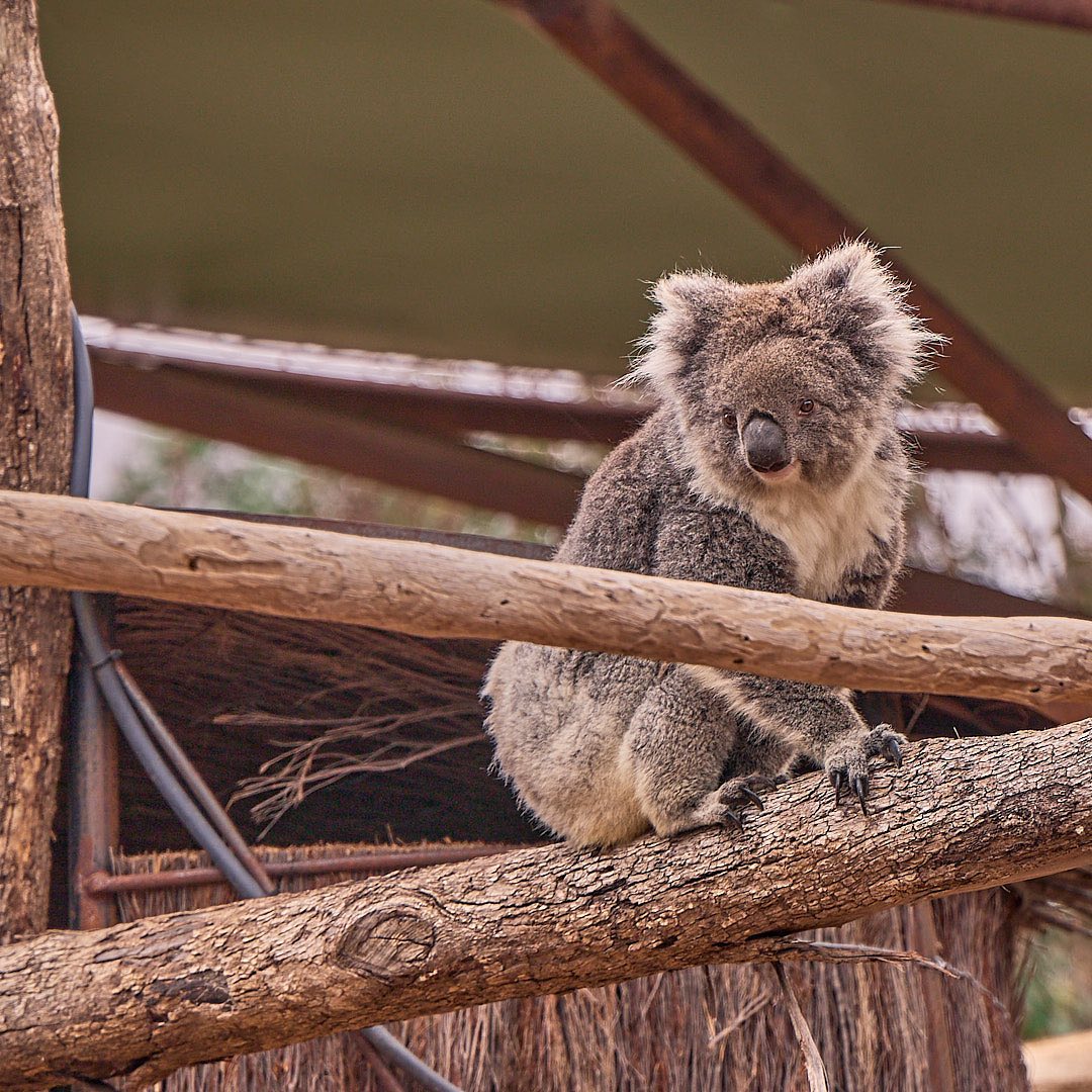 Photo 162 from Igor Maric's photography collection