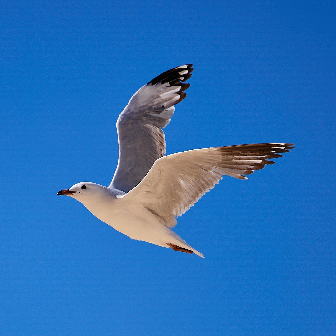 Photo 157 from Igor Maric's photography collection