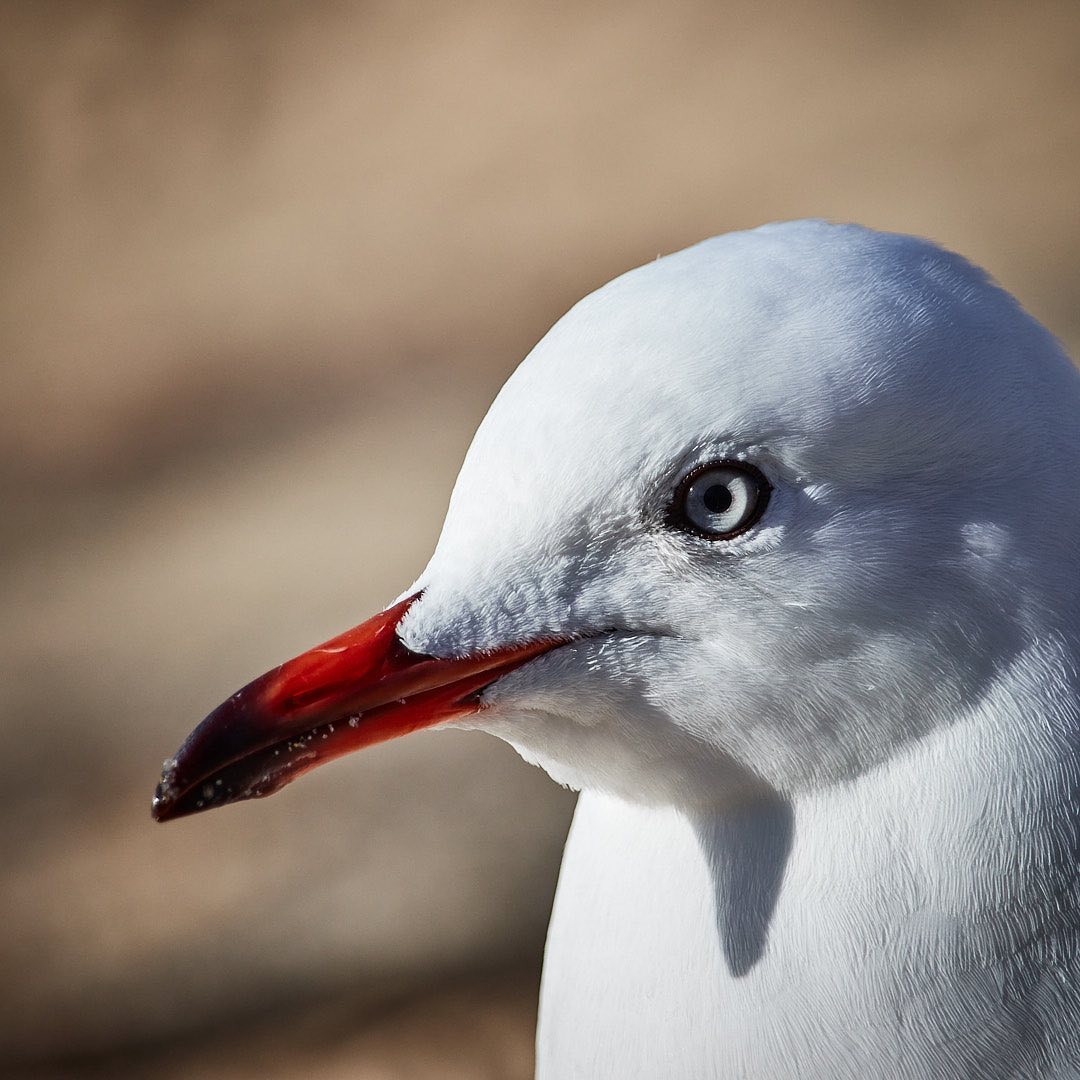 Photo 150 from Igor Maric's photography collection
