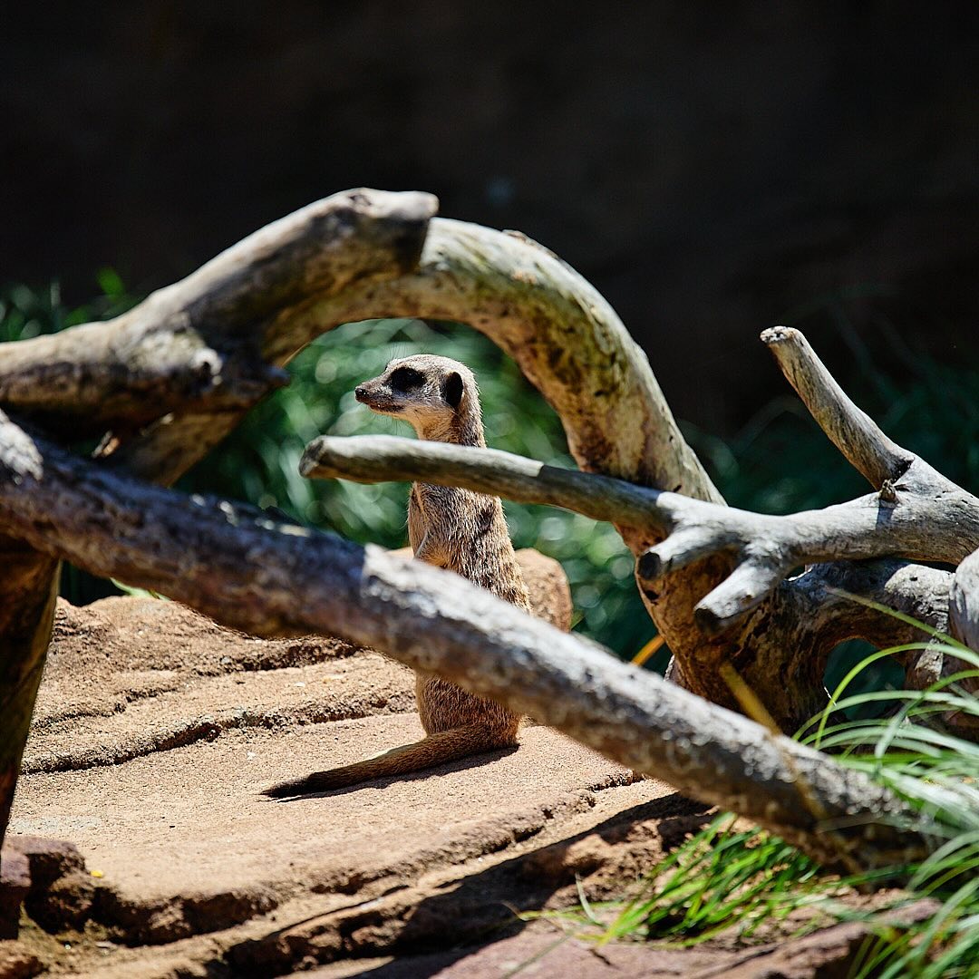 Photo 136 from Igor Maric's photography collection