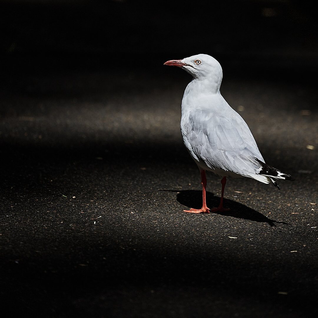 Photo 123 from Igor Maric's photography collection