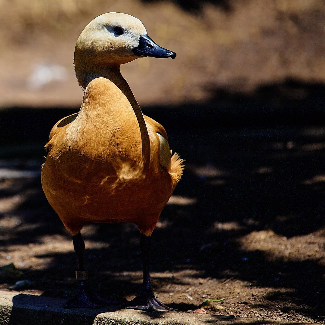 Photo 118 from Igor Maric's photography collection