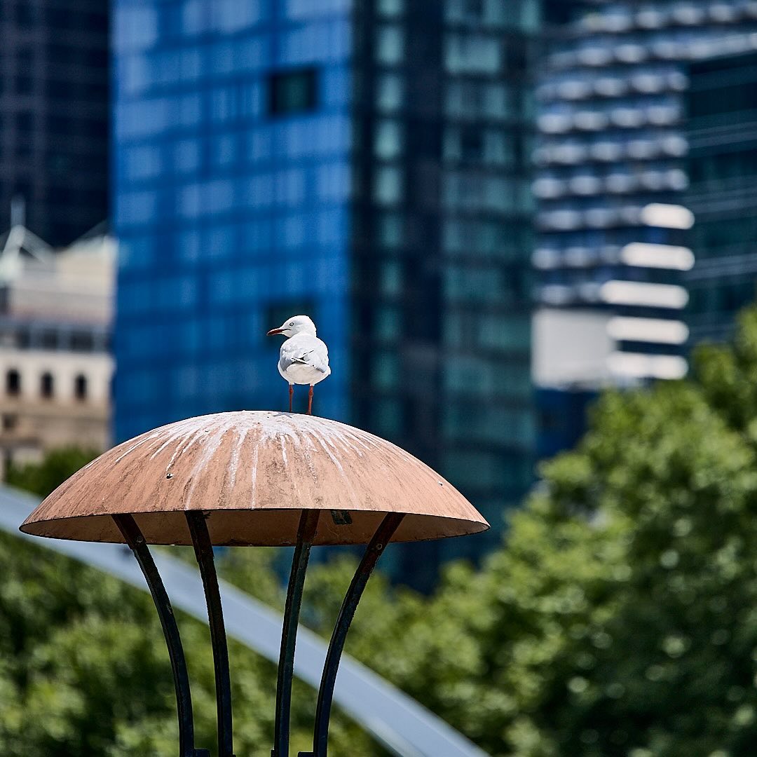 Photo 117 from Igor Maric's photography collection