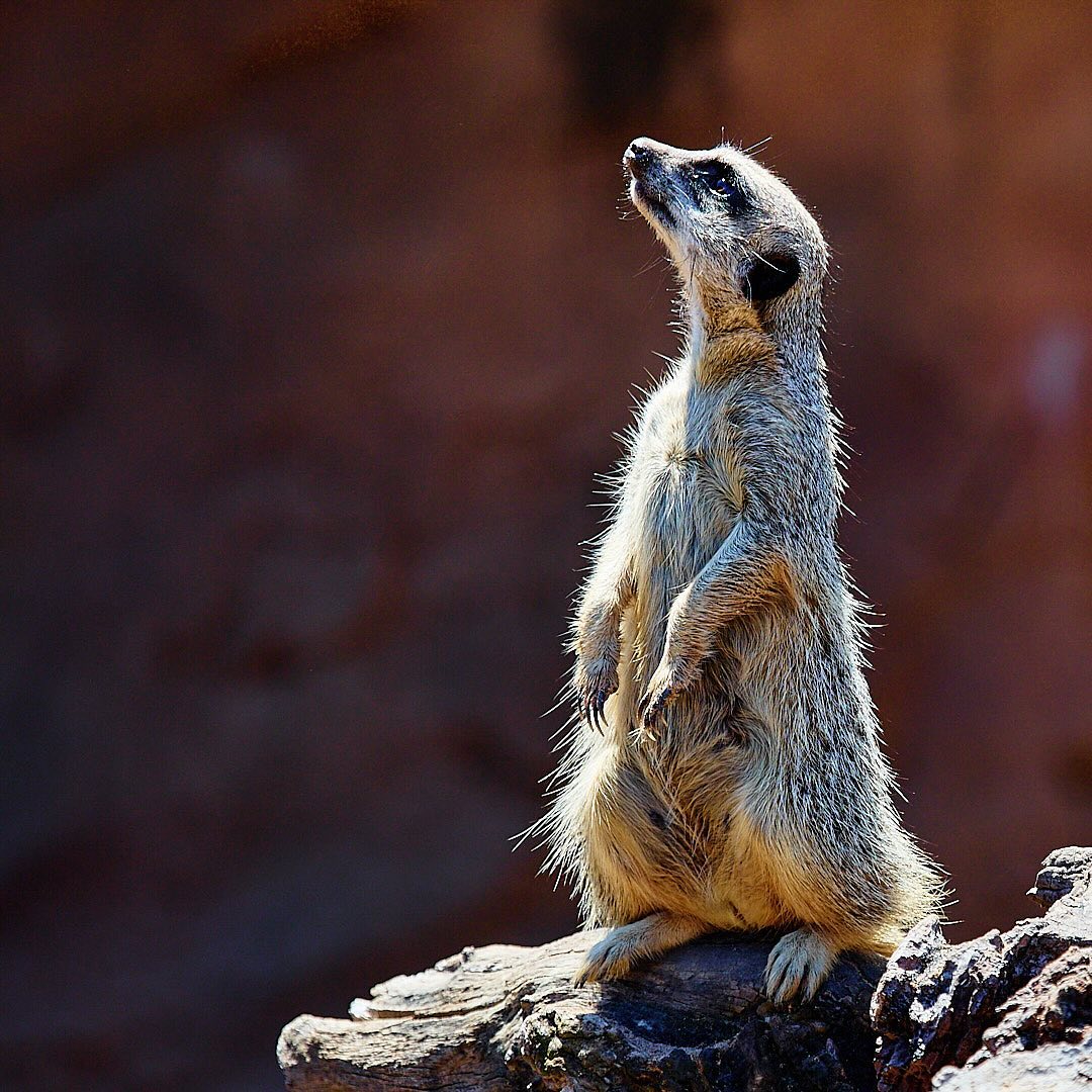 Photo 110 from Igor Maric's photography collection