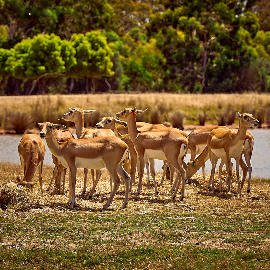 Photo 109 from Igor Maric's photography collection