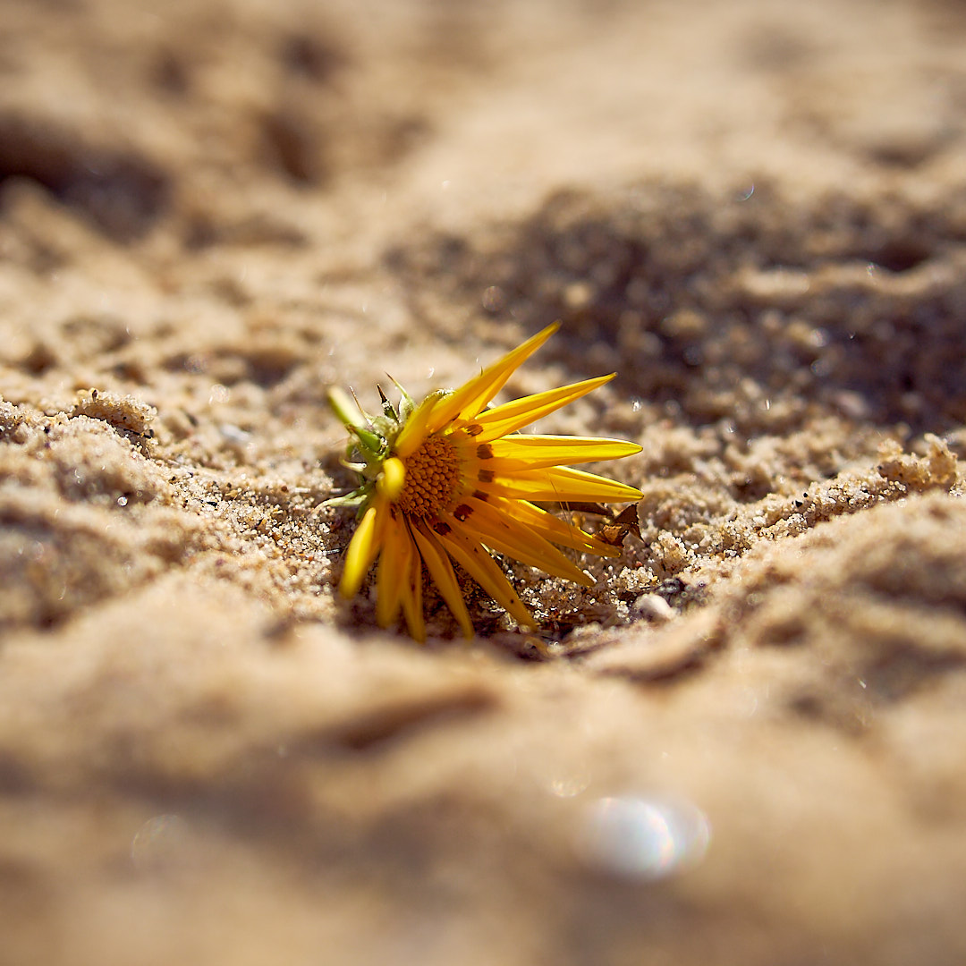 Photo 93 from Igor Maric's photography collection