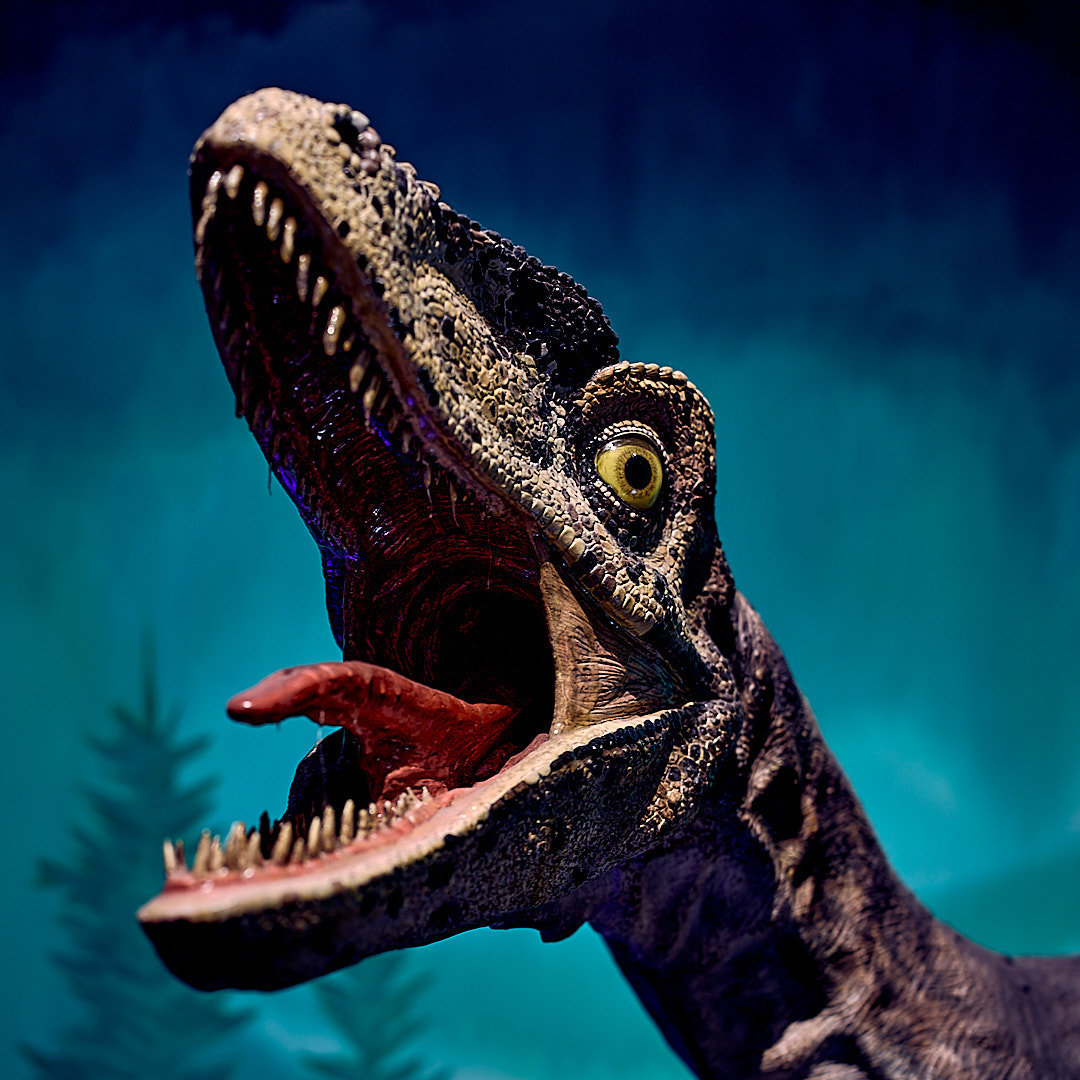 Photo 92 from Igor Maric's photography collection