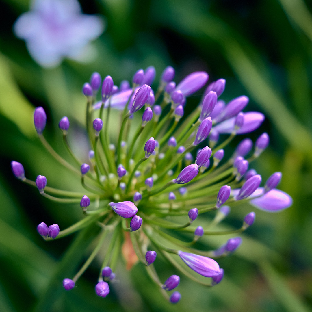 Photo 87 from Igor Maric's photography collection