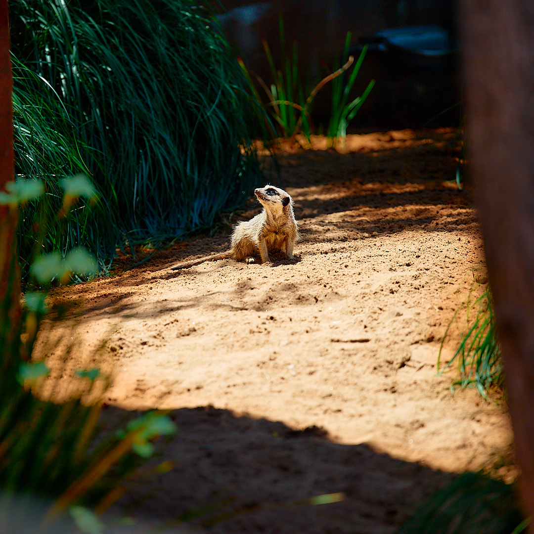 Photo 86 from Igor Maric's photography collection