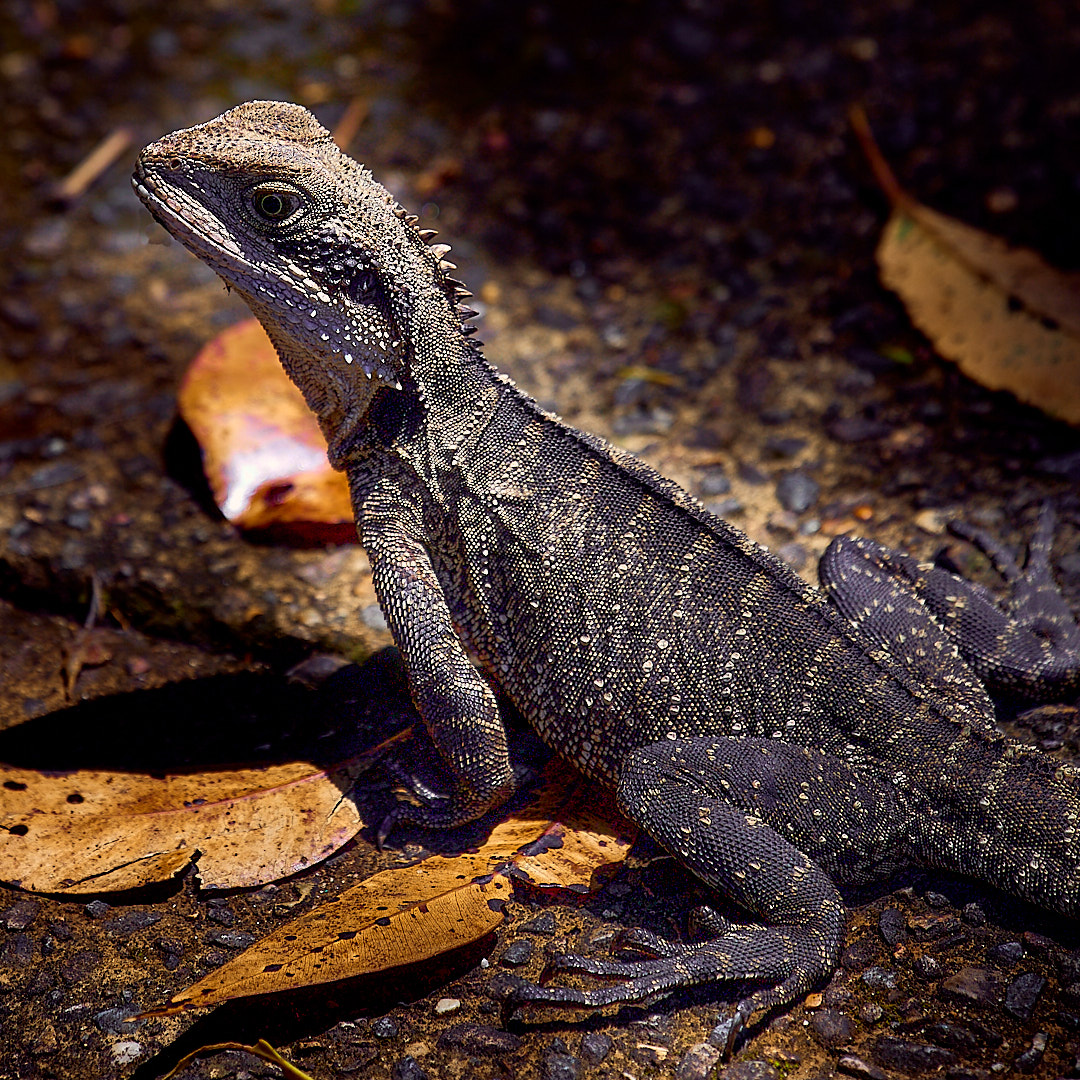 Photo 84 from Igor Maric's photography collection