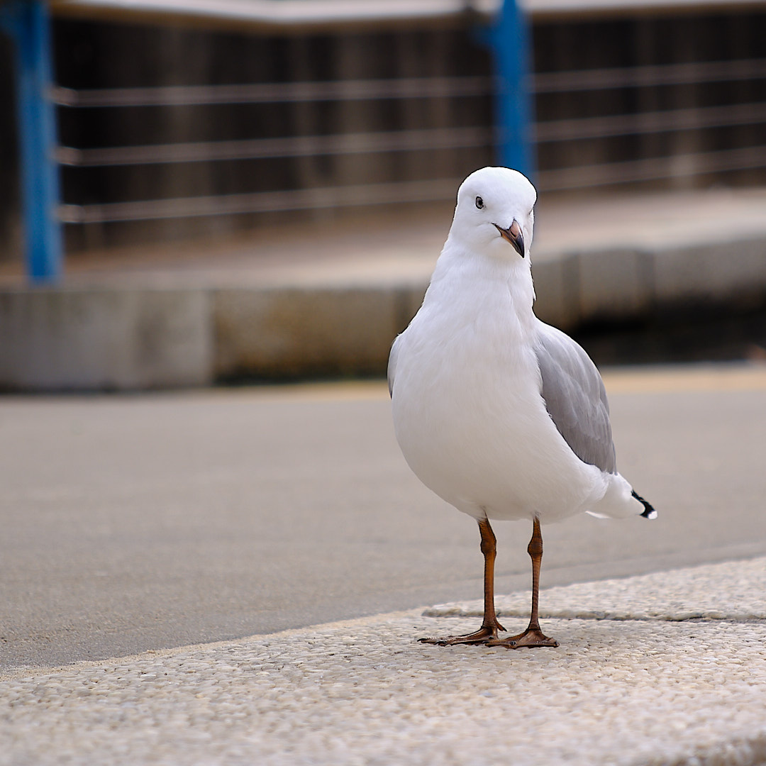 Photo 83 from Igor Maric's photography collection