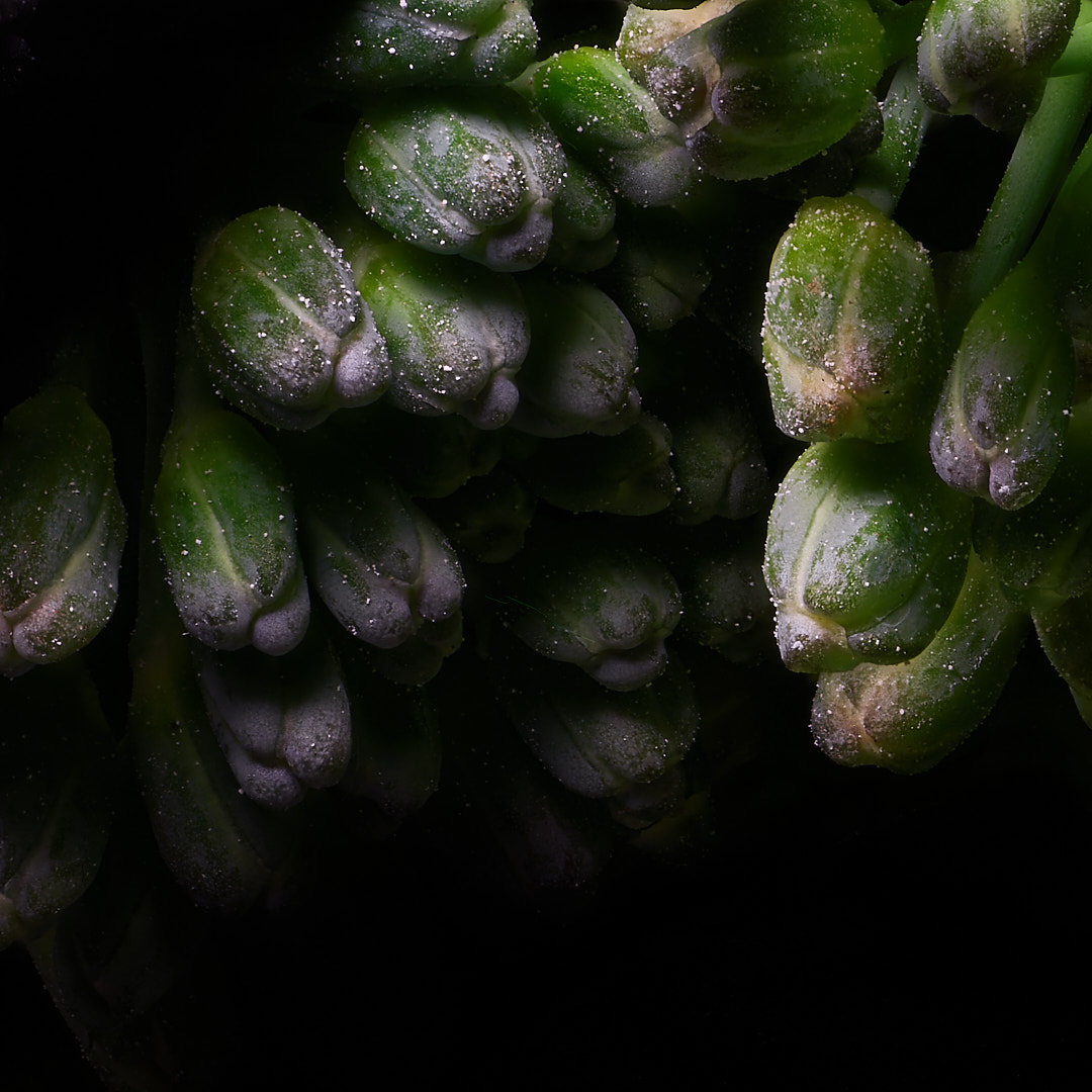 Photo 78 from Igor Maric's photography collection