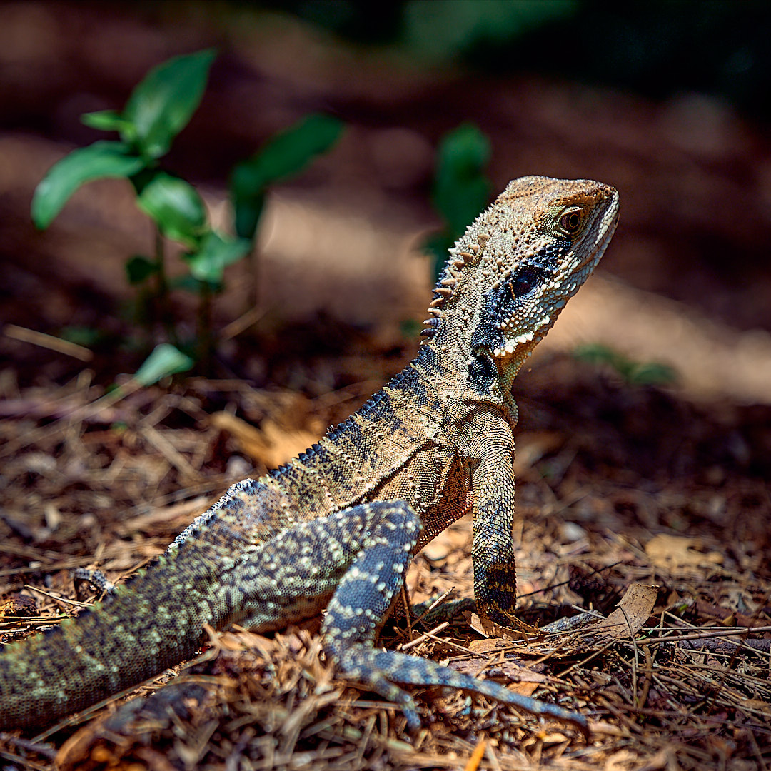 Photo 75 from Igor Maric's photography collection