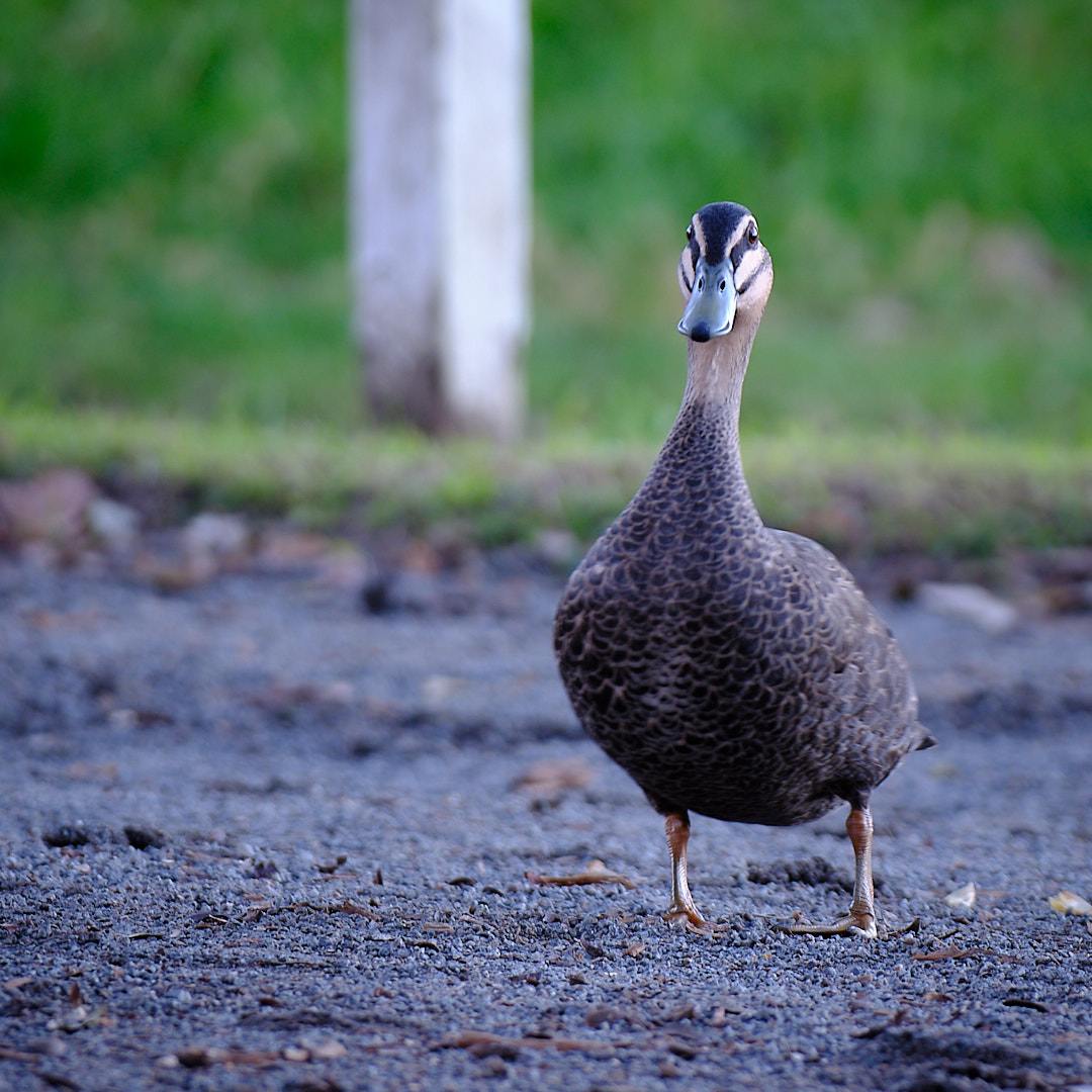 Photo 74 from Igor Maric's photography collection