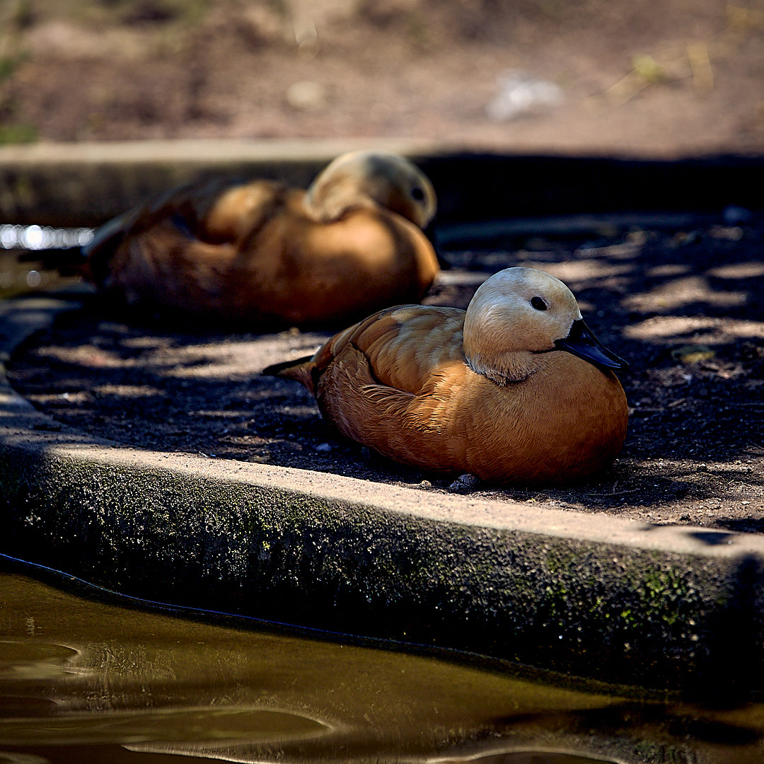 Photo 73 from Igor Maric's photography collection