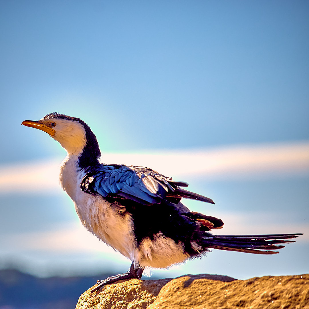 Photo 72 from Igor Maric's photography collection