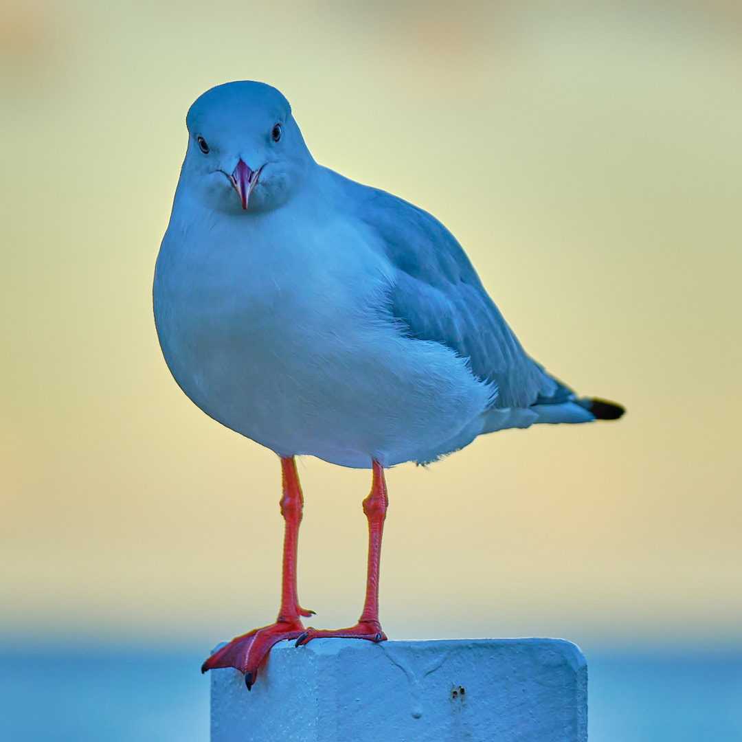 Photo 67 from Igor Maric's photography collection